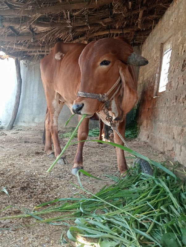 ગીર ગાય વેચવાની...