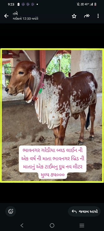 ગીર કાંકરેજ વાછ...