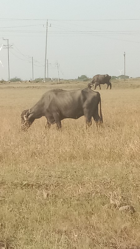 બે ભેસ વેચ વાનિ...