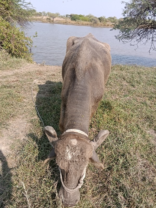 ભેંસ અને ખડેલી...