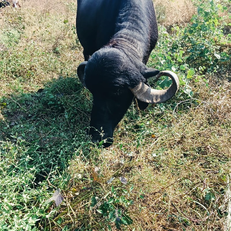 વેચવાની છે