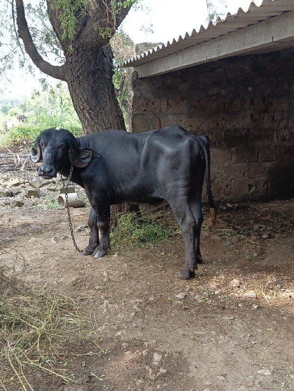 ખળેલી વેચવાની છ...