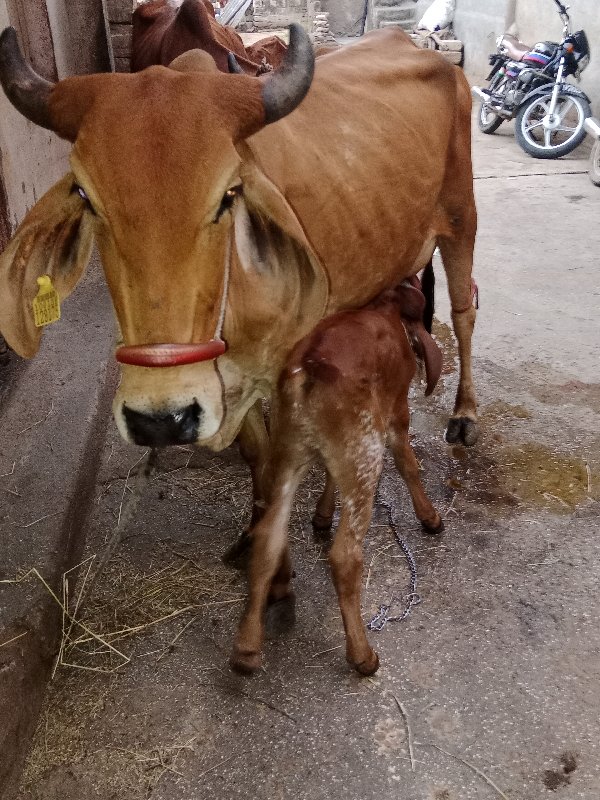 ગાય લેવા ની શે