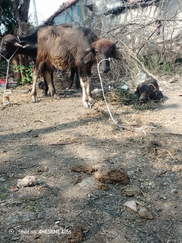 પોરબંદર જિલ્લો...