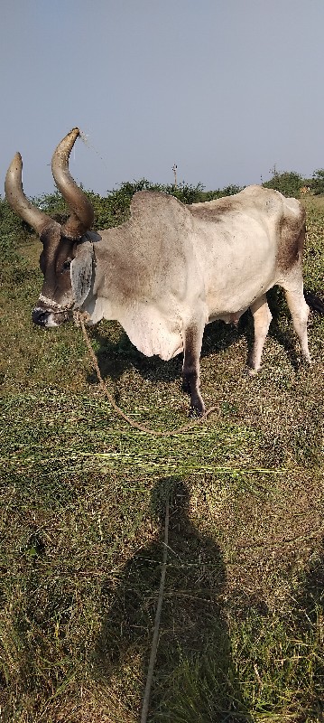 બળદ વેચવાના છે