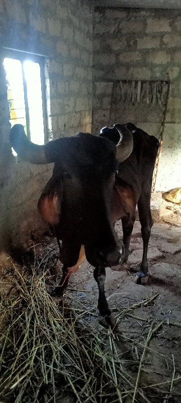 gir cow