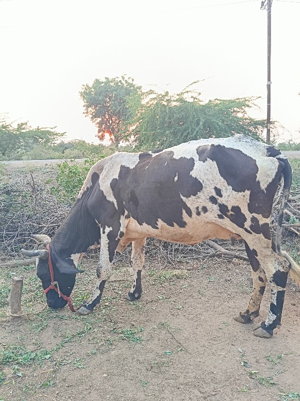 ગાય