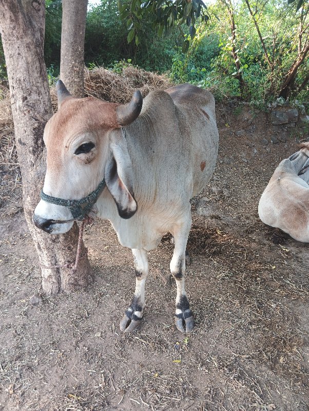 ગોઢલા