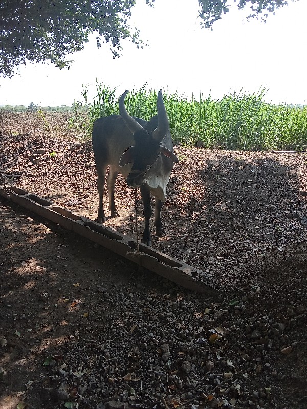 પેલી ધર બધી જવા...