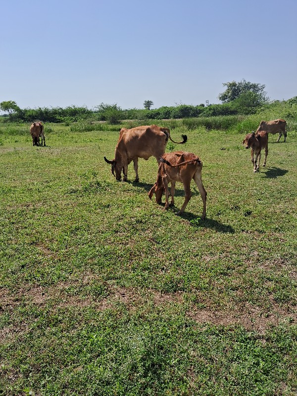 હોડકી દેવાની છે