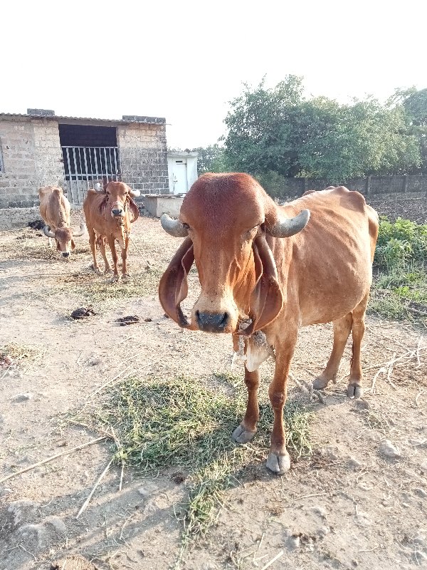 ગાય વેચવાની છે