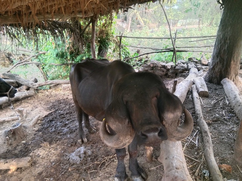 પાડો.  શેવેશવાન...