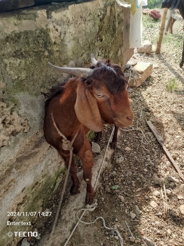 આ. દેસી બકરો વે...