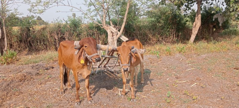 બળદ વેચવાના છે