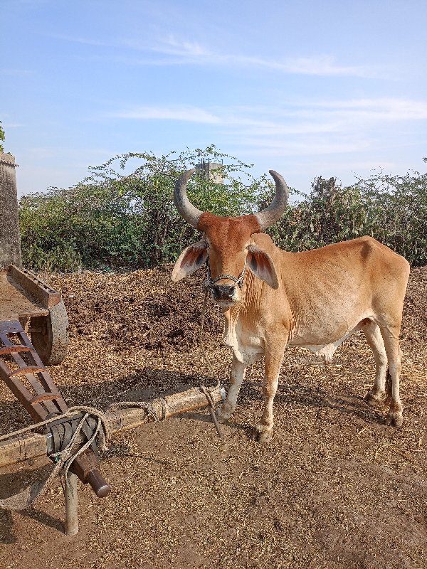 ગોઢલો લેવાનો છે