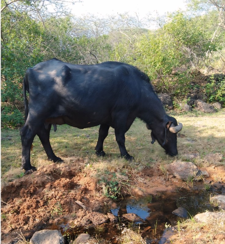 આ ભેંશ વેચવા ની...