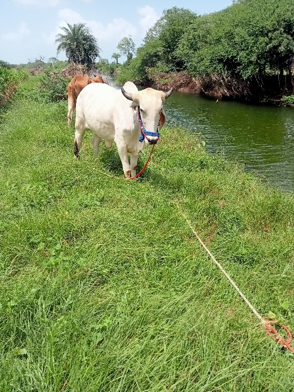 આ ગોઢલો લેવો છે