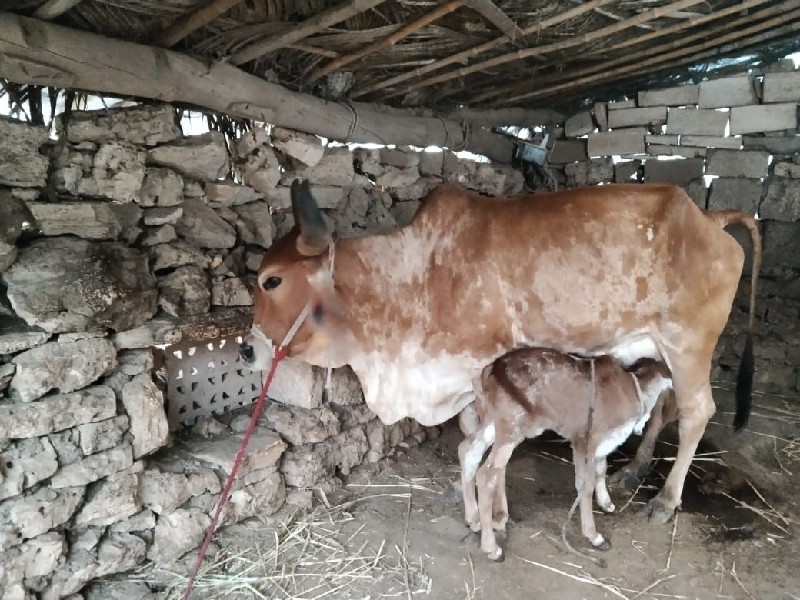 ગાય વેસ્વાં ની...