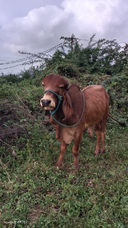 ખૂટ્યો વેચવાનો...