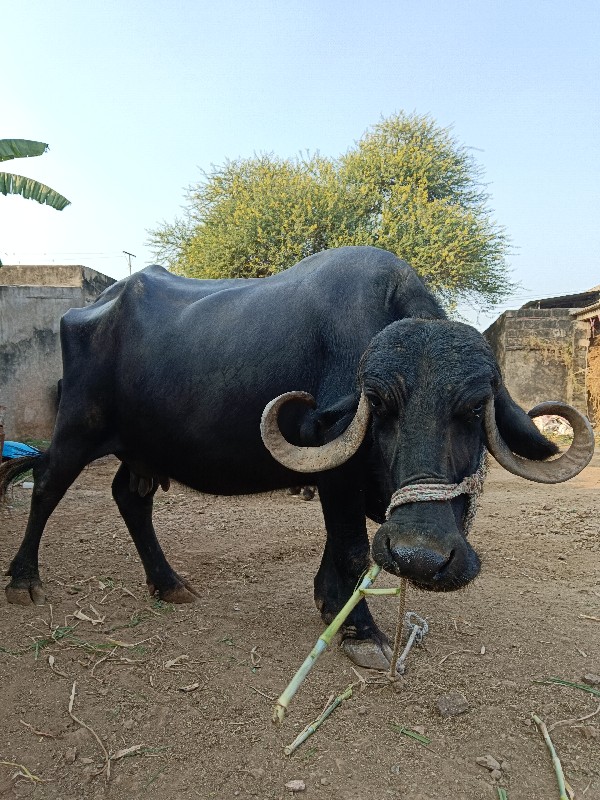 ત્રીજા વેતરની ભ...