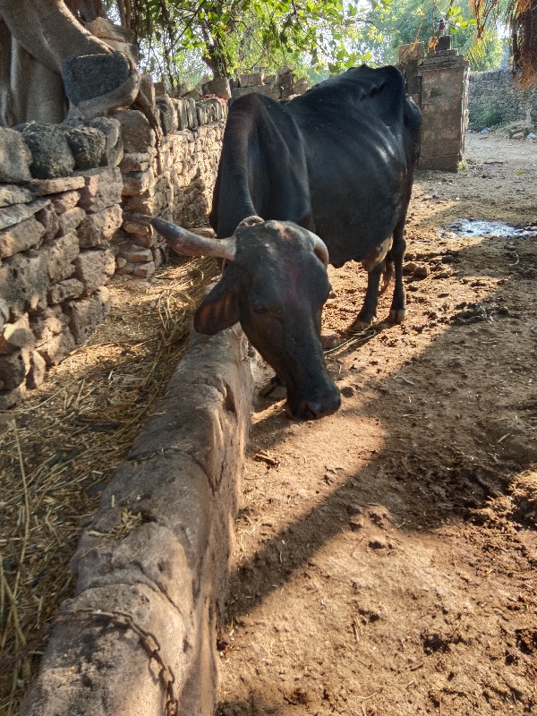 ગાય વેસવાની છે