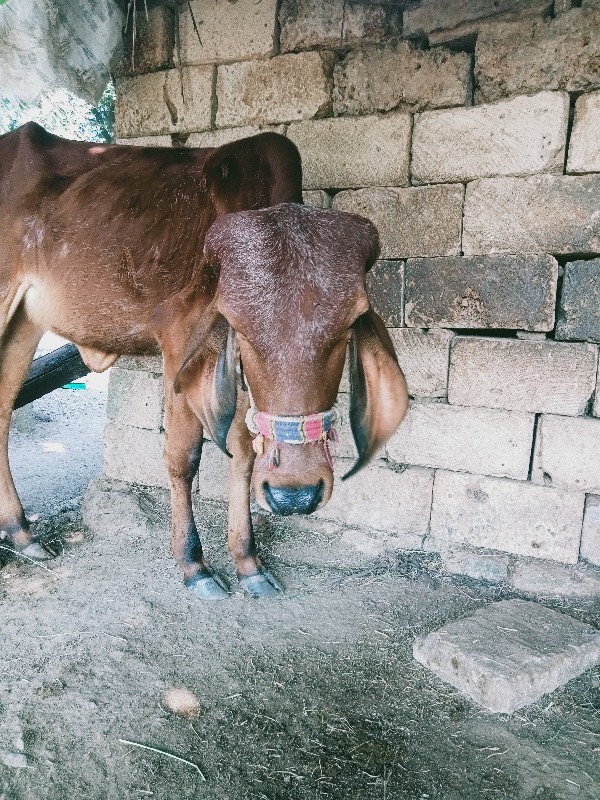 ગીર વાસળી