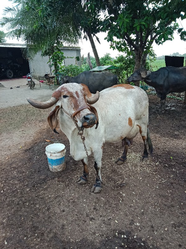 ગાય વેચવાની છે