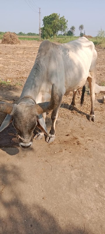 ગાય વેચવાની છે