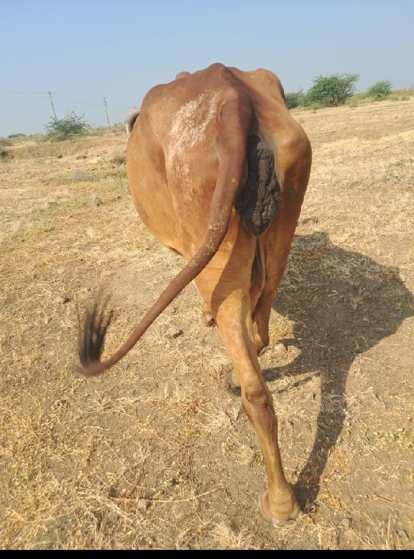 ગાય વેચવાની