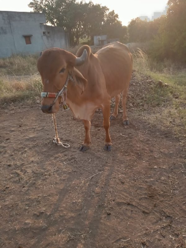 બળદ વેચવાનો છે