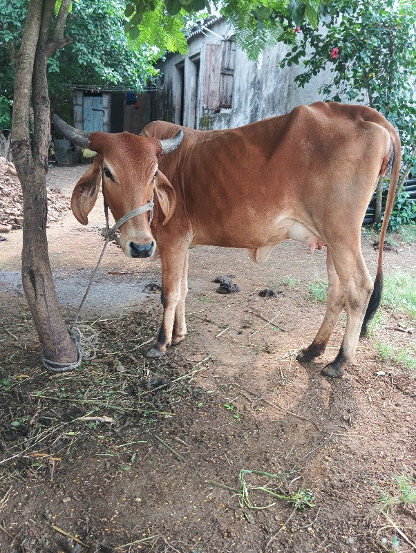 ગાય વેચવાની છે