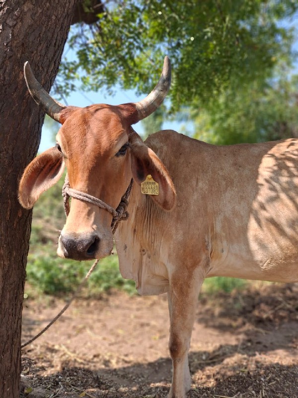 ગાય વેચવાની છે.