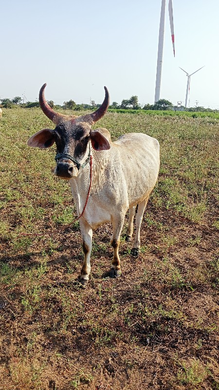 ત્રણ બળદ વેચવાન...