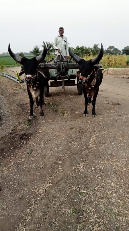 બળદ અને ગાડુ વે...