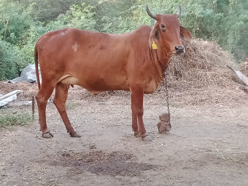 બેઈ..પેલું.પેલુ