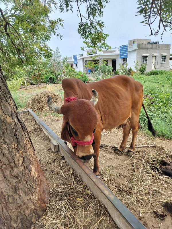 ગીર ગાય વેચવાની