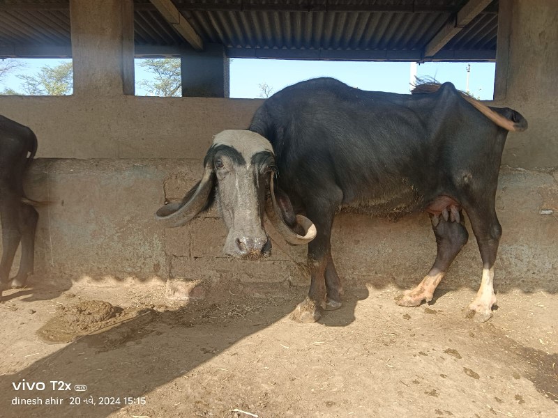 બે ભેસુ વેસવાની...