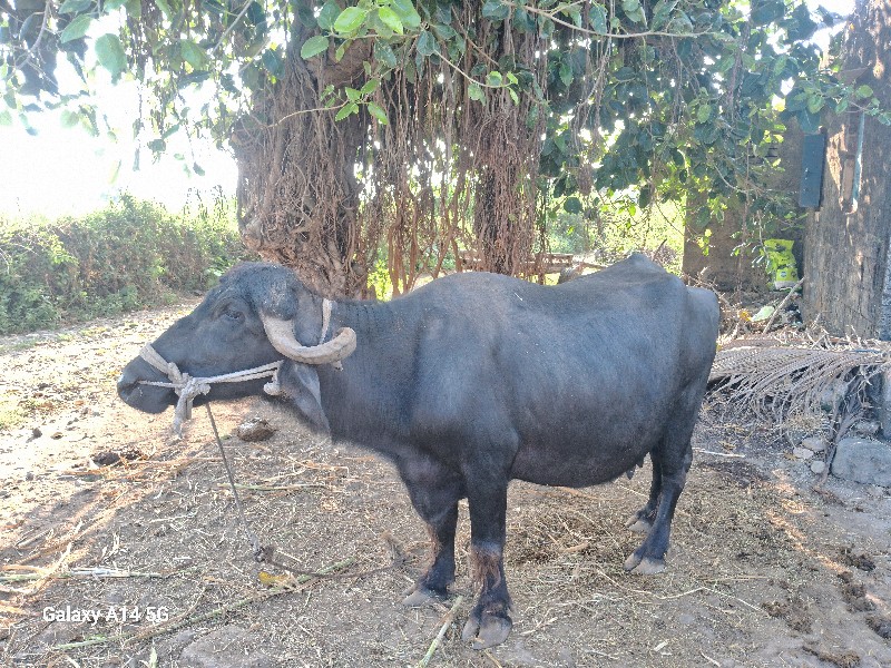 ભેંસ વેચવાની છે