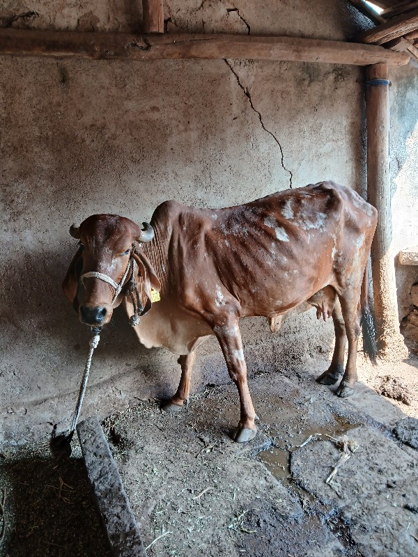 કાબરી વેચવાનીછે