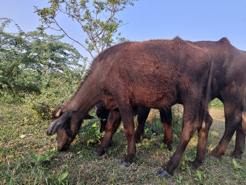 પાડી વેચવા ની છ...