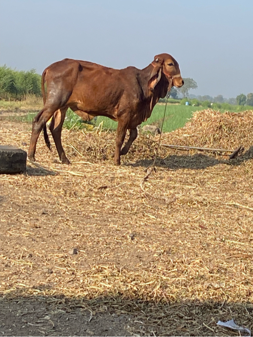 વાછડી