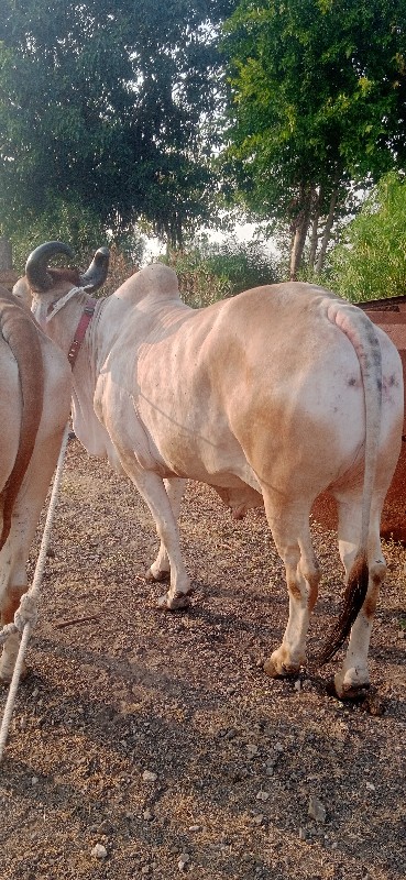 બળદ વેચવાના છે