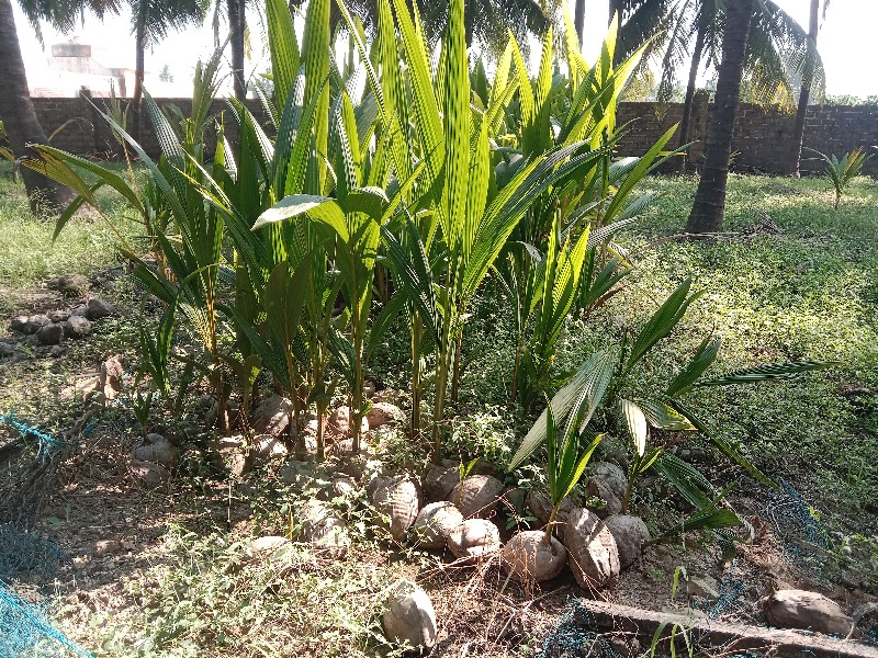 coconut tree🌴🌴🌴