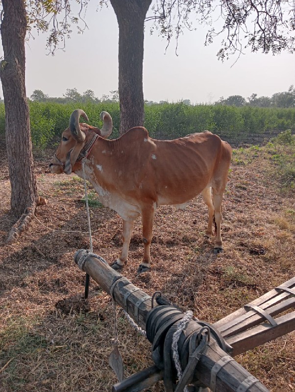 બળદ