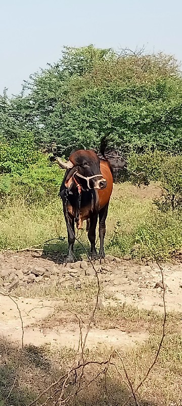 ખૂટ વેચવાનોછે