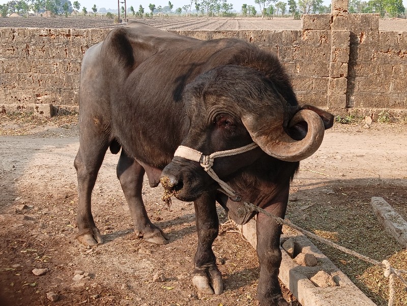 પાડો વેશવાનોછે