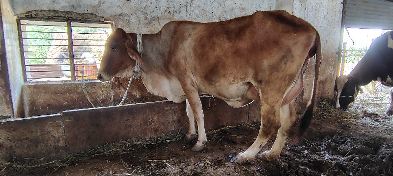 જશી ગિર કોચ