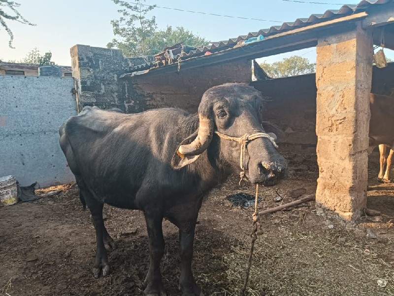 આખડેલું વેચવાનુ...