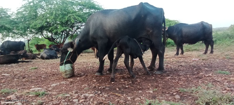 આ  ભેંશ વેચવાની...