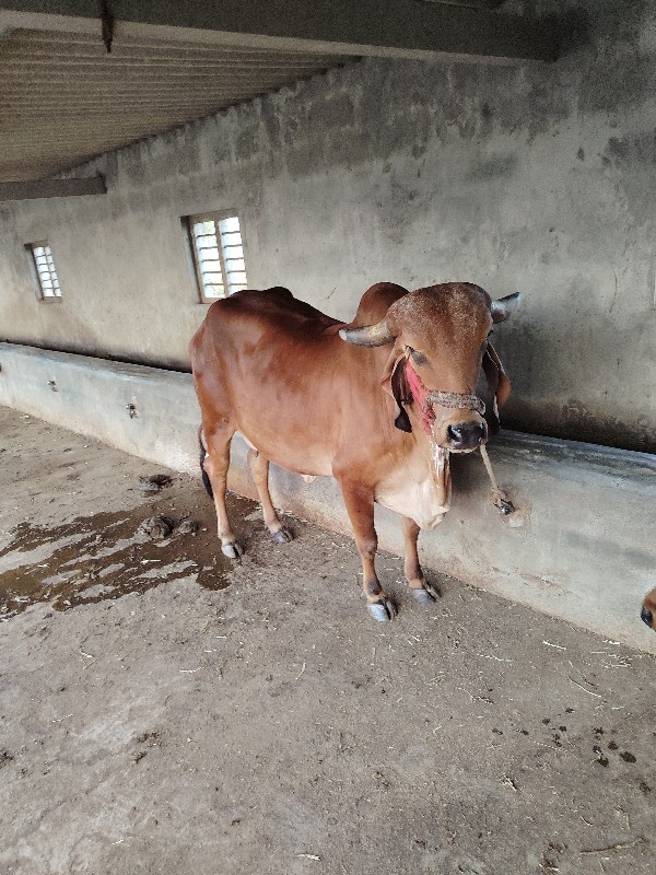 ગીર ગાય🐂🐄 વેચવા...